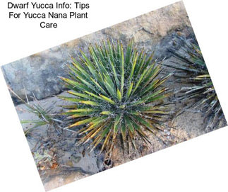 Dwarf Yucca Info: Tips For Yucca Nana Plant Care