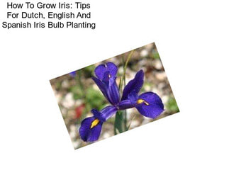 How To Grow Iris: Tips For Dutch, English And Spanish Iris Bulb Planting