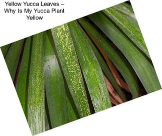 Yellow Yucca Leaves – Why Is My Yucca Plant Yellow