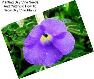 Planting Sky Vine Seeds And Cuttings: How To Grow Sky Vine Plants