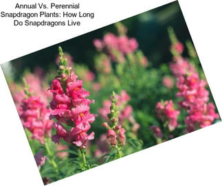 Annual Vs. Perennial Snapdragon Plants: How Long Do Snapdragons Live