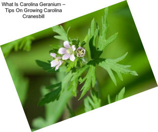 What Is Carolina Geranium – Tips On Growing Carolina Cranesbill