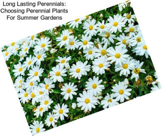 Long Lasting Perennials: Choosing Perennial Plants For Summer Gardens