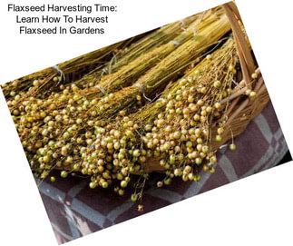 Flaxseed Harvesting Time: Learn How To Harvest Flaxseed In Gardens