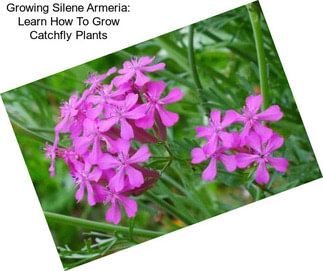 Growing Silene Armeria: Learn How To Grow Catchfly Plants