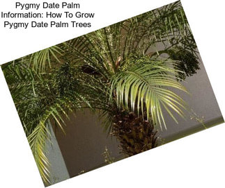 Pygmy Date Palm Information: How To Grow Pygmy Date Palm Trees