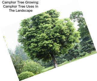 Camphor Tree Growing: Camphor Tree Uses In The Landscape
