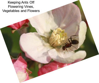 Keeping Ants Off Flowering Vines, Vegetables and Flowers