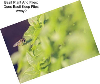 Basil Plant And Flies: Does Basil Keep Flies Away?