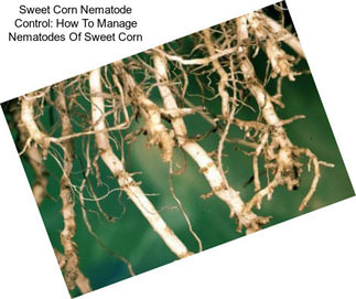 Sweet Corn Nematode Control: How To Manage Nematodes Of Sweet Corn