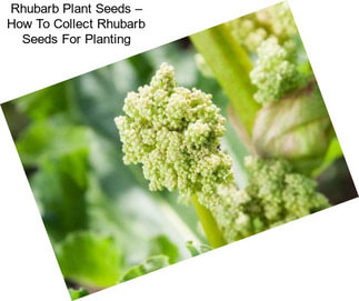 Rhubarb Plant Seeds – How To Collect Rhubarb Seeds For Planting