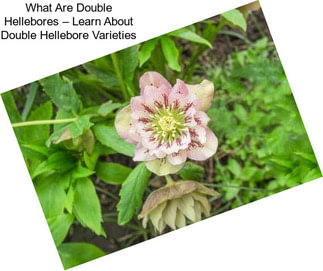 What Are Double Hellebores – Learn About Double Hellebore Varieties
