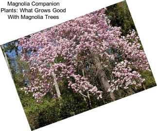 Magnolia Companion Plants: What Grows Good With Magnolia Trees