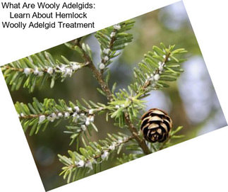 What Are Wooly Adelgids: Learn About Hemlock Woolly Adelgid Treatment