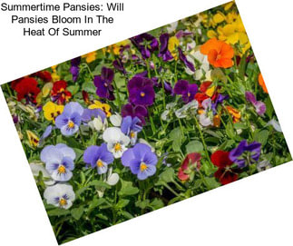 Summertime Pansies: Will Pansies Bloom In The Heat Of Summer