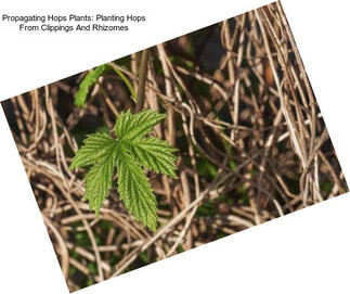 Propagating Hops Plants: Planting Hops From Clippings And Rhizomes