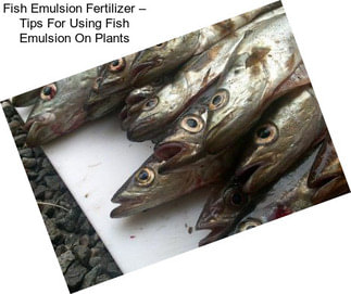 Fish Emulsion Fertilizer – Tips For Using Fish Emulsion On Plants