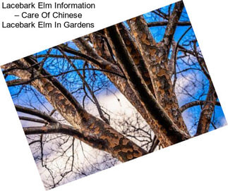 Lacebark Elm Information – Care Of Chinese Lacebark Elm In Gardens