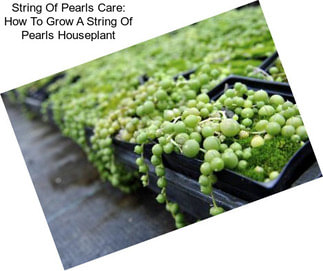 String Of Pearls Care: How To Grow A String Of Pearls Houseplant