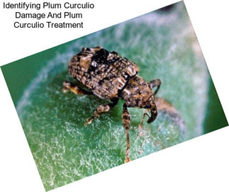 Identifying Plum Curculio Damage And Plum Curculio Treatment