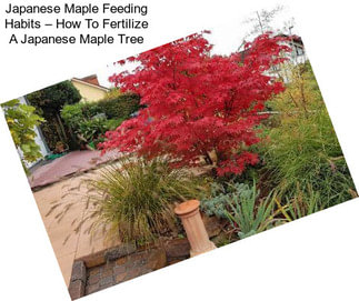 Japanese Maple Feeding Habits – How To Fertilize A Japanese Maple Tree