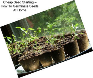 Cheap Seed Starting – How To Germinate Seeds At Home