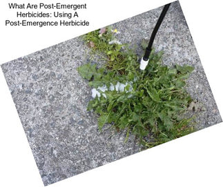 What Are Post-Emergent Herbicides: Using A Post-Emergence Herbicide