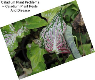 Caladium Plant Problems – Caladium Plant Pests And Disease