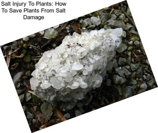 Salt Injury To Plants: How To Save Plants From Salt Damage
