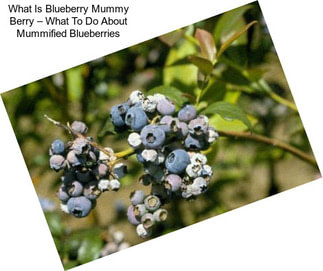 What Is Blueberry Mummy Berry – What To Do About Mummified Blueberries