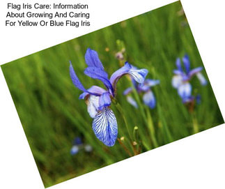 Flag Iris Care: Information About Growing And Caring For Yellow Or Blue Flag Iris