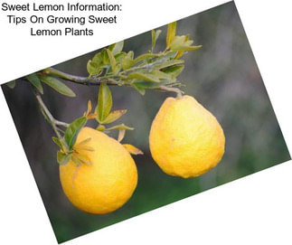 Sweet Lemon Information: Tips On Growing Sweet Lemon Plants