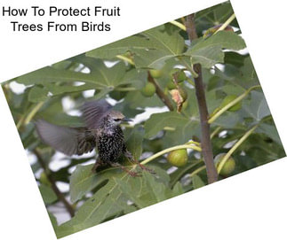 How To Protect Fruit Trees From Birds