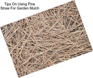 Tips On Using Pine Straw For Garden Mulch