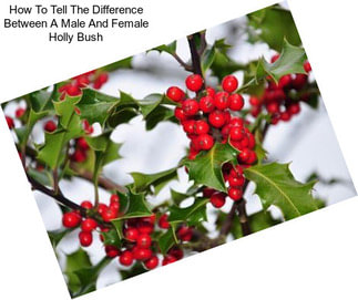 How To Tell The Difference Between A Male And Female Holly Bush