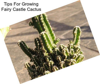 Tips For Growing Fairy Castle Cactus