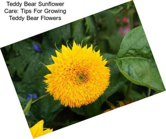 Teddy Bear Sunflower Care: Tips For Growing Teddy Bear Flowers