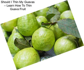 Should I Thin My Guavas – Learn How To Thin Guava Fruit