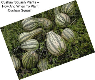Cushaw Squash Plants – How And When To Plant Cushaw Squash