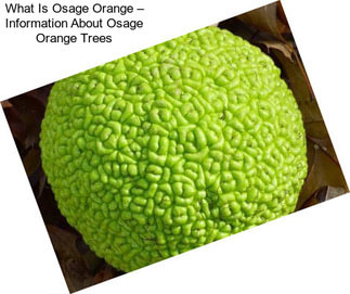 What Is Osage Orange – Information About Osage Orange Trees