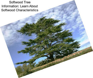 Softwood Tree Information: Learn About Softwood Characteristics