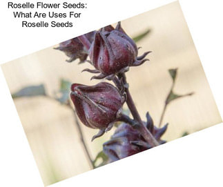 Roselle Flower Seeds: What Are Uses For Roselle Seeds