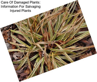 Care Of Damaged Plants: Information For Salvaging Injured Plants