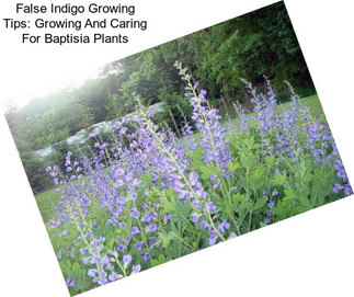 False Indigo Growing Tips: Growing And Caring For Baptisia Plants