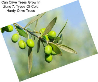 Can Olive Trees Grow In Zone 7: Types Of Cold Hardy Olive Trees