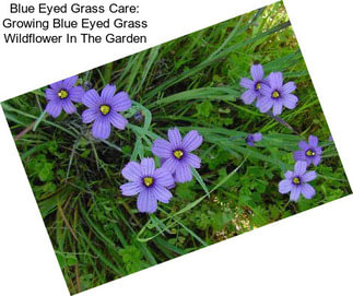 Blue Eyed Grass Care: Growing Blue Eyed Grass Wildflower In The Garden