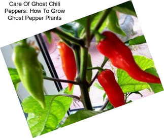 Care Of Ghost Chili Peppers: How To Grow Ghost Pepper Plants