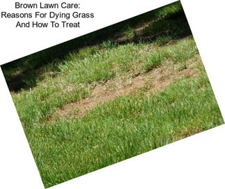 Brown Lawn Care: Reasons For Dying Grass And How To Treat