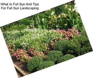 What Is Full Sun And Tips For Full Sun Landscaping
