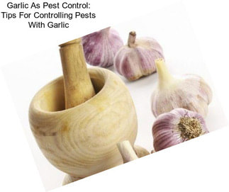 Garlic As Pest Control: Tips For Controlling Pests With Garlic